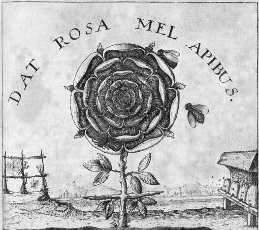Dat Rosa Mel Apibus Necklace